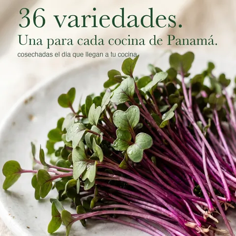 36 variedades de microgreens. Una para cada cocina de Panamá 🌱