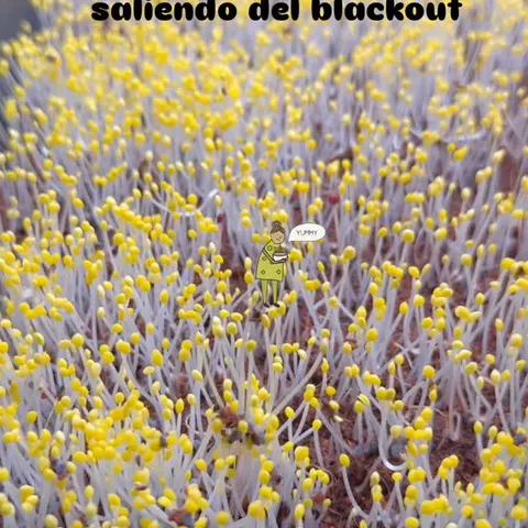De la oscuridad a la luz 🌱 Así emerge la albahaca genovese después del blackout. Este momento es uno de mis favoritos …