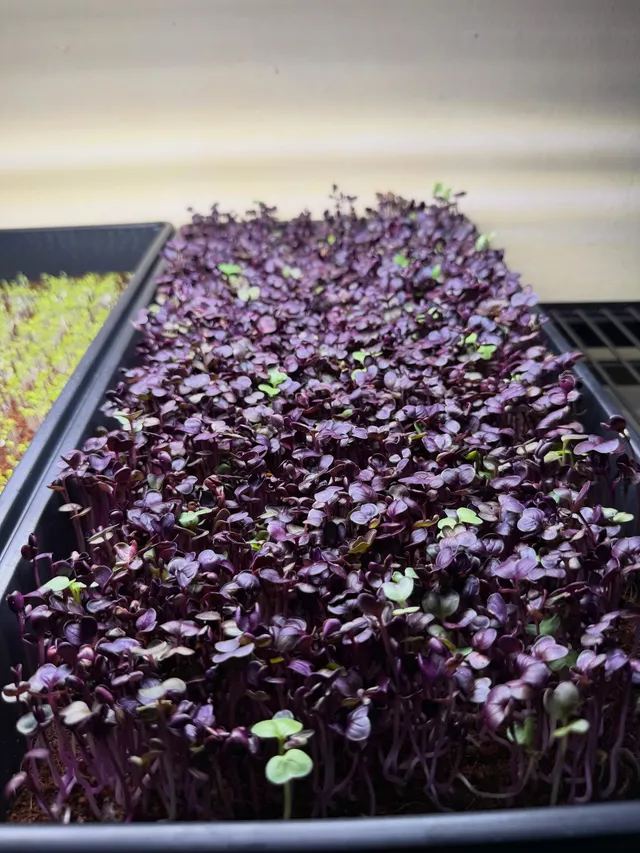 Bandeja viva de microgreens de rábano morado